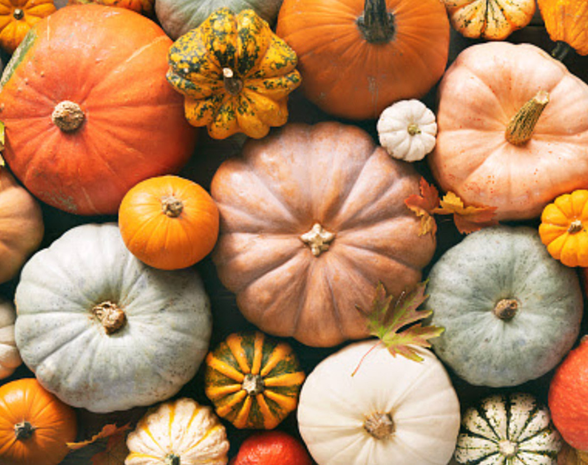 a multitude of pumpkins